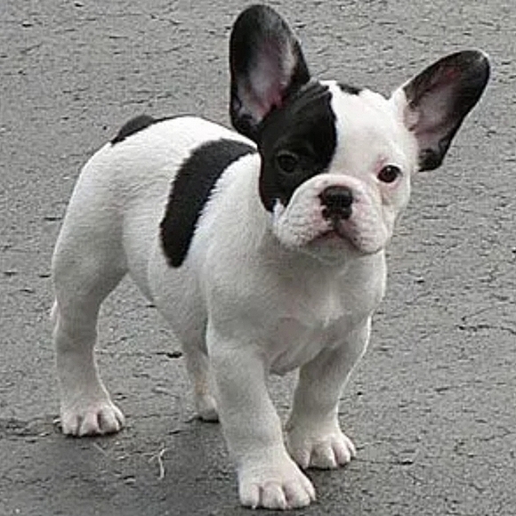 Christmas Tree Ornament Adorable French Bulldog Pup Figurine Red & White Scarf - Picture 10 of 16